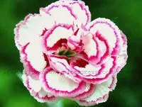 20pcs True Desert Rose plants Exotic Adenium Obesum plants Flower Bonsai plants Air Purification Home Garden Potted Flowers B69