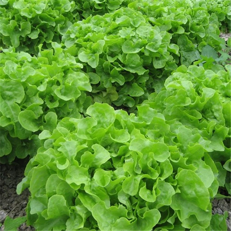 

100pcs Lettuce Bonsai Seedsplants Bonsai Garden Decoration Plantas Garden Flower Plants Flower Seedling Seedsplants Vegetables