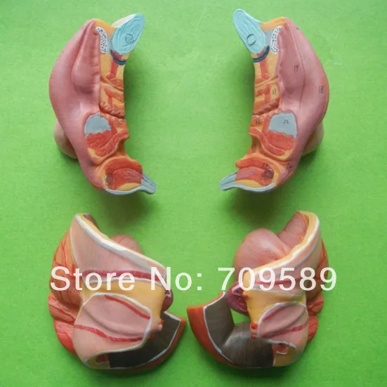 Модель женских генитальных органов модель гениталий|organ model|female genital organsgenital organs |