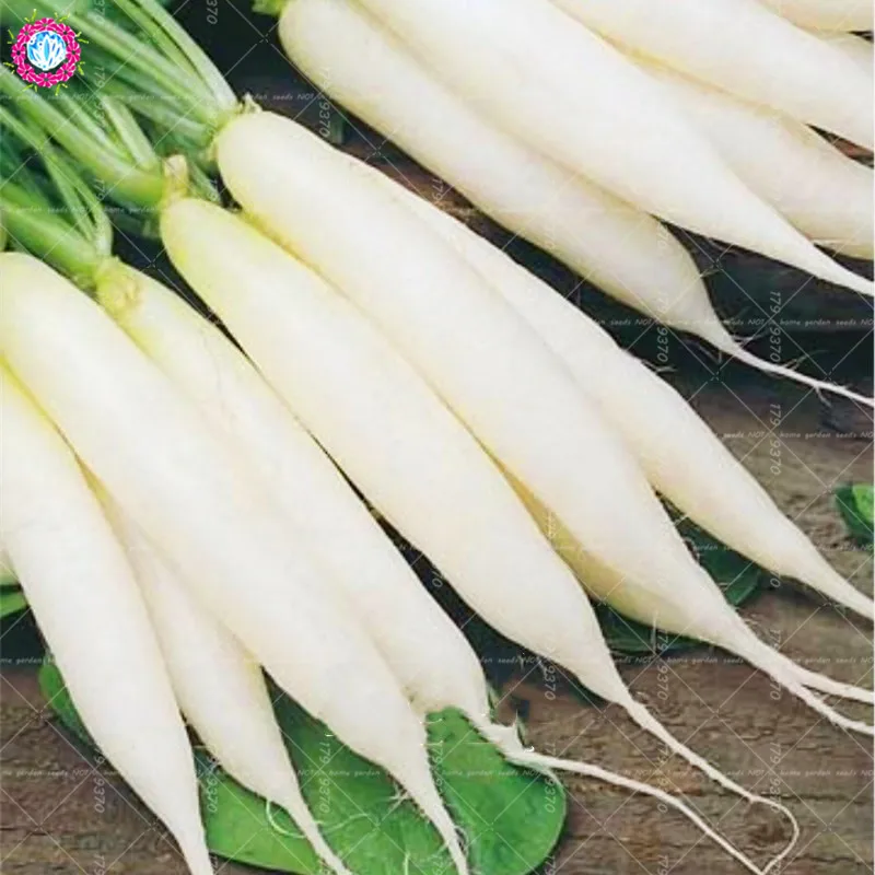 

100pcs White radish Raphanus Sativus edible Organic Non-GMO Vegetable for Home Garden Bonsai Plant Graines de radis