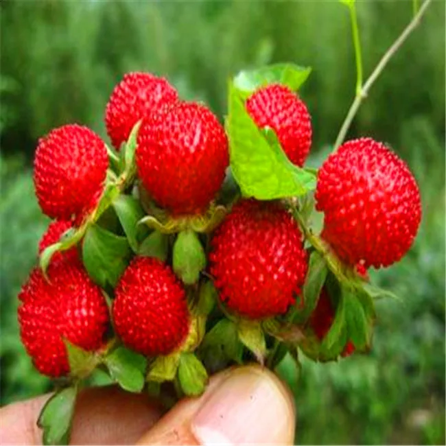 The Rare, Prolific, Tasty Fruit Of The Chinese Jujube
