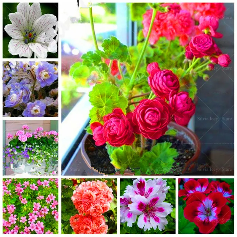 Sale! 50 Pcs 24 Color Dwarf Geranium Bonsai Plants Fresh Flower Pelargonium Peltatum Potted for DIY Home Garden Kid Love Gift