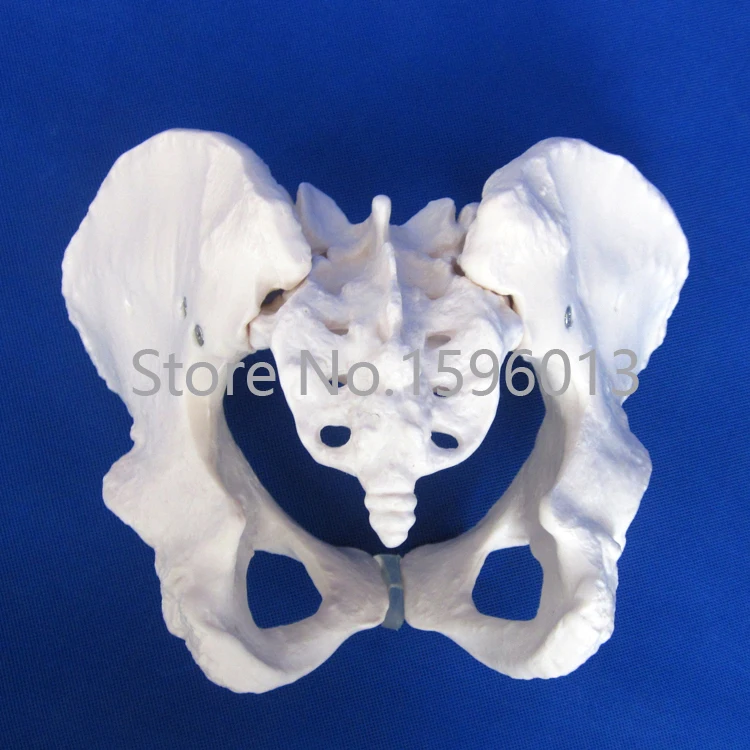 Популярная модель таза для взрослых женщин таза|pelvis|model lipstickpelvis skeleton |