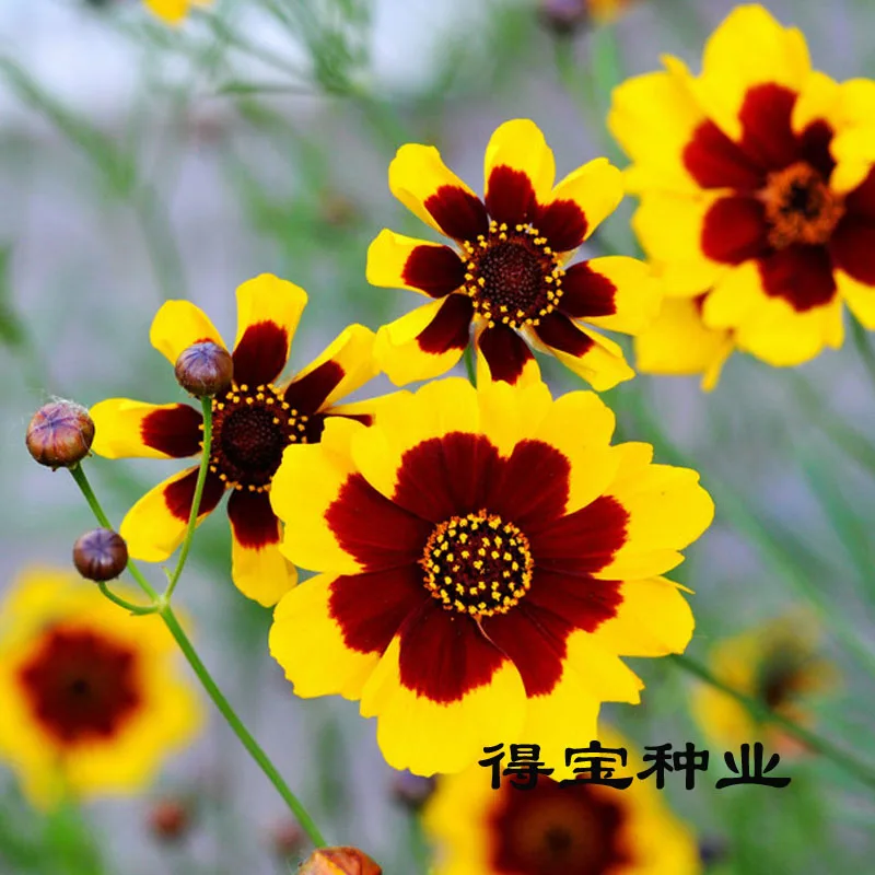 

bonsai Of Snake Head Ornamental Flowers Plant Persian Gem 100pcs