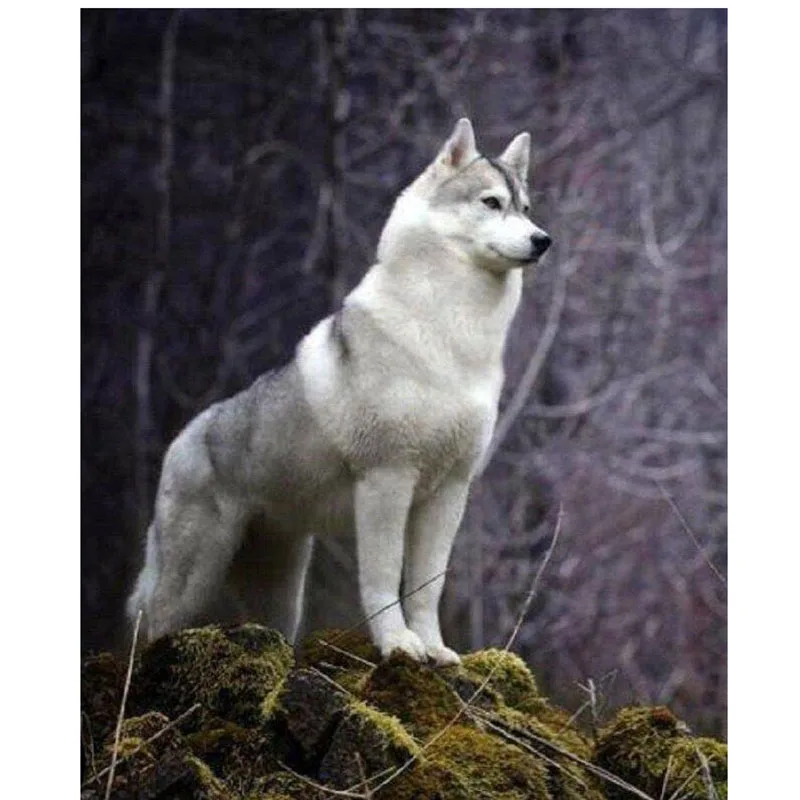 

5D DIY Full Square Diamond Painting Cute Animals Husky round Embroidery Cross Stitch Rhinestone Mosaic Painting Gift v1988