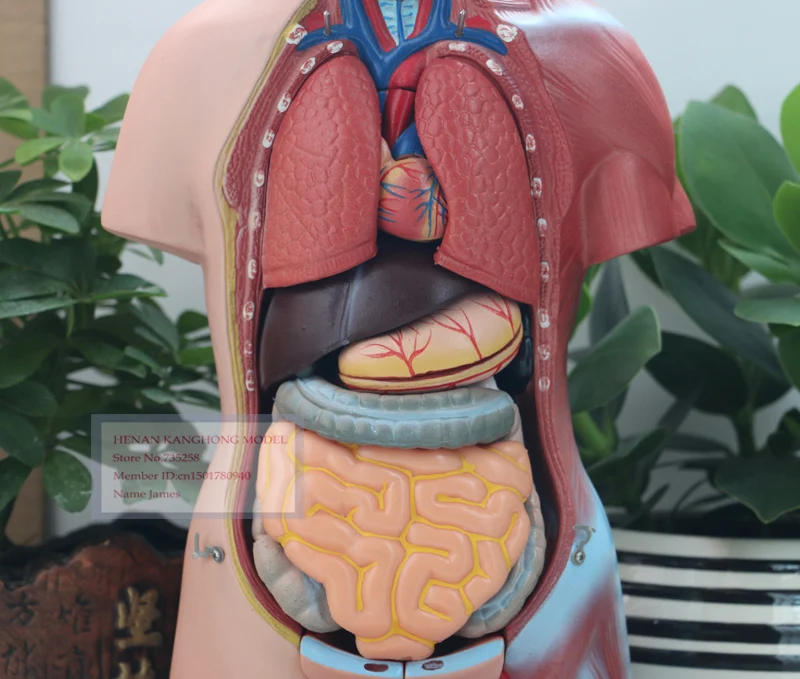 Туловище унисекс 45 см 23 детали тело человека|human body anatomy|human torsohuman torso model |