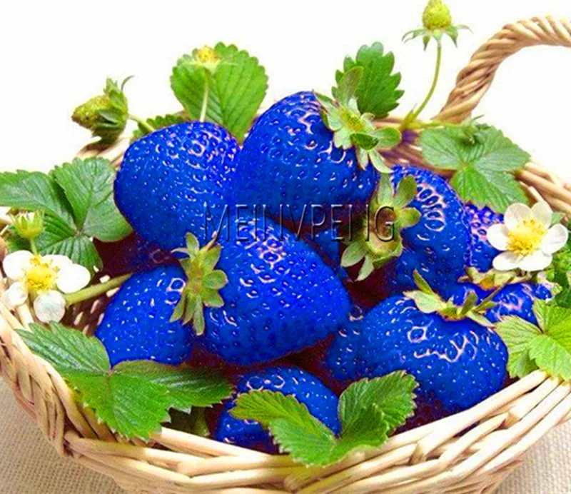 синяя земляника. синяя земляника. голубой сорт клубники. синяя клубника. фиолетовая клубника.