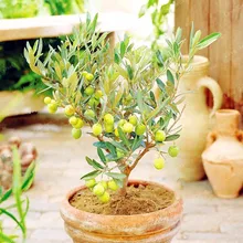 10PCS Rare Olive Bonsai Tree Olea Europaea plant Bonsai Fresh Exotic Tree plant Mini Olive Tree