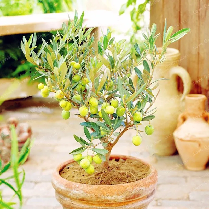 10PCS Rare Olive Bonsai Tree (Olea Europaea) plant Bonsai Fresh Exotic Tree plant Mini Olive Tree Olive Bonsai Garden Supplies