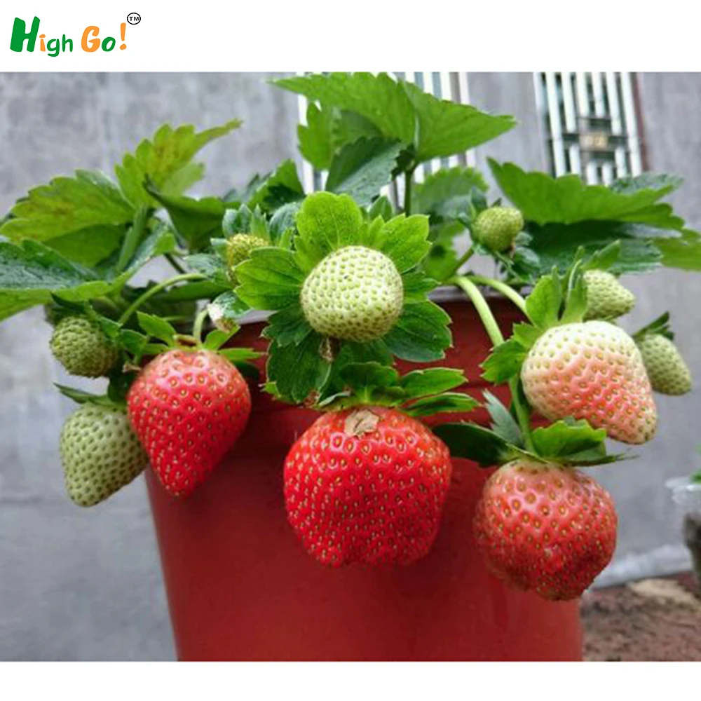 Buy 2016 Direct Selling Indoor Plants