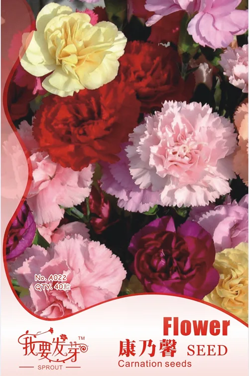 Original Pack 40 Seeds / Pack, Carnation seeds ,Blue Carnation seeds