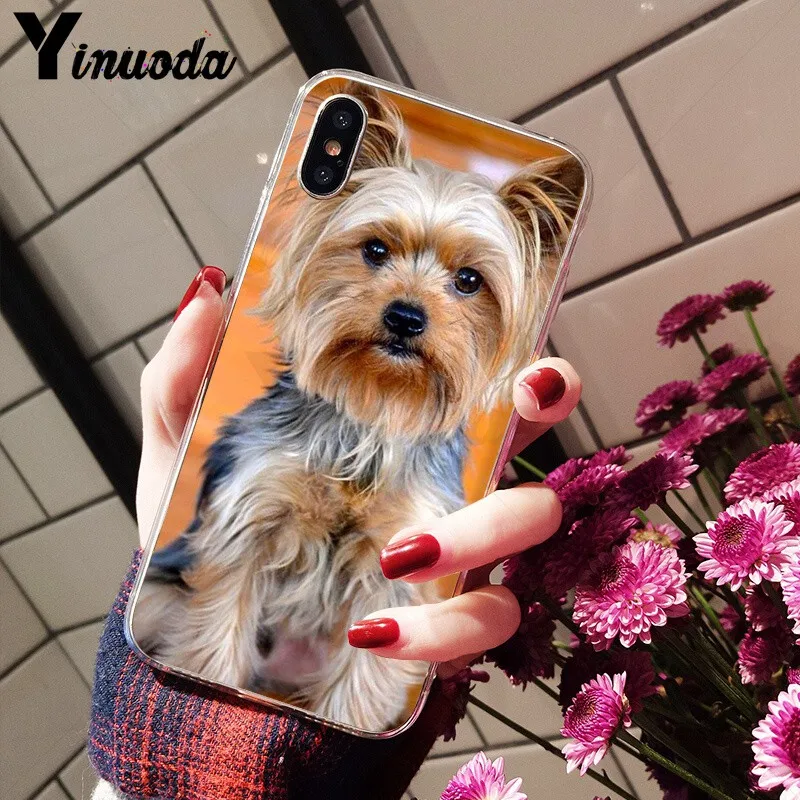 Yorkshire terrier dog