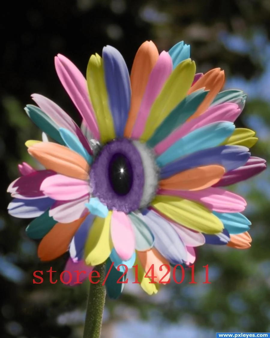 

100 pcs/bag mix rainbow daisy plants,chrysanthemum rare flower Natural growth for home garden planting