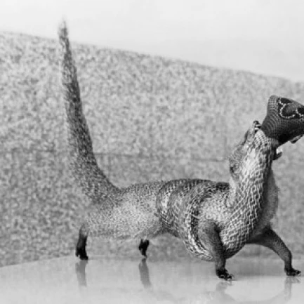Close-up of a mongoose eating a cobra Poster Print (18 x 24)