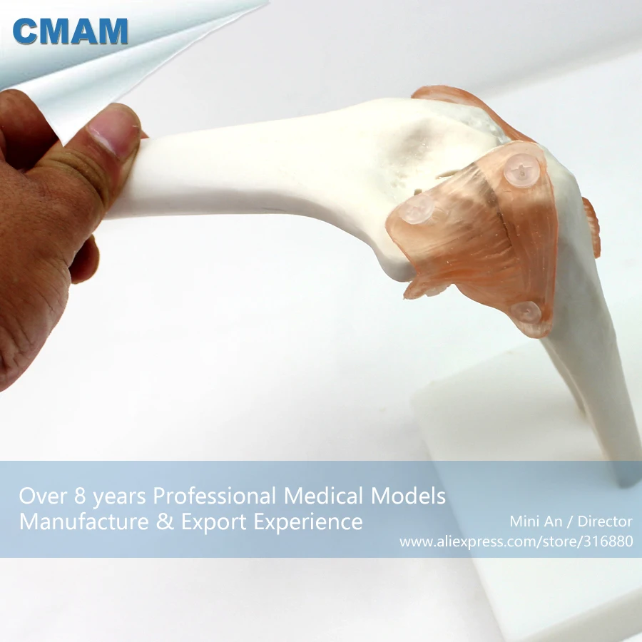 

No. 12357 , Human Elbow Joint , Medical Science Didactic Joint and Extremities Model , CMAM china medical anatomical models