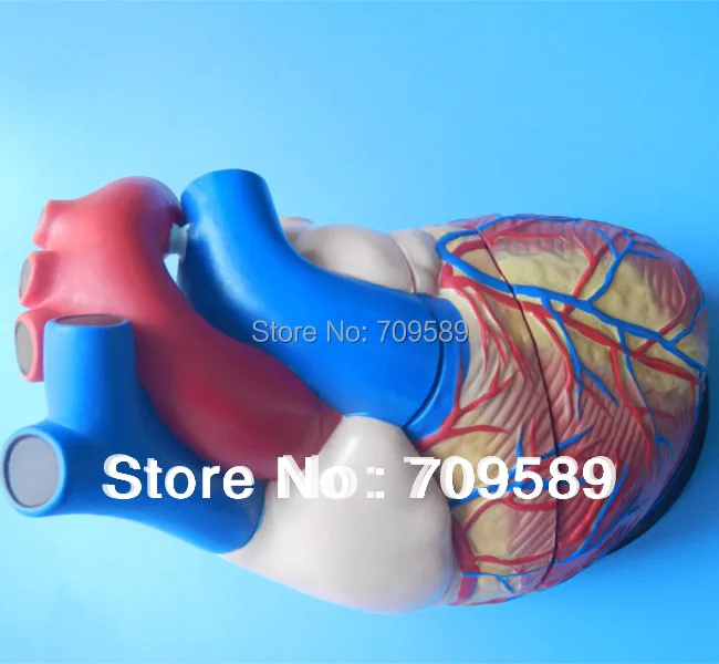 

ISO New Type Jumbo Human Heart Model, Anatomical Heart model