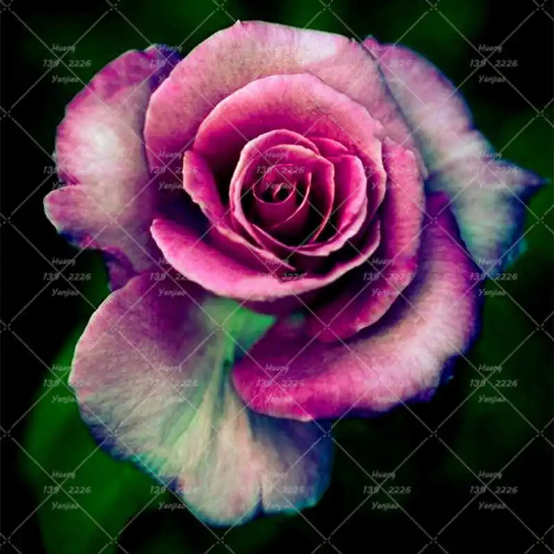 200 шт./пакет редкий Роза завод радуга розы цветочный горшок для украшения сада горшечные растения Семья сад
