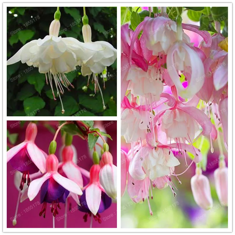 

promotion beautiful Fuchsia flower plant hanging lantern flower potted balcony bonsai diy home garden mixed colors 200pcs/bag