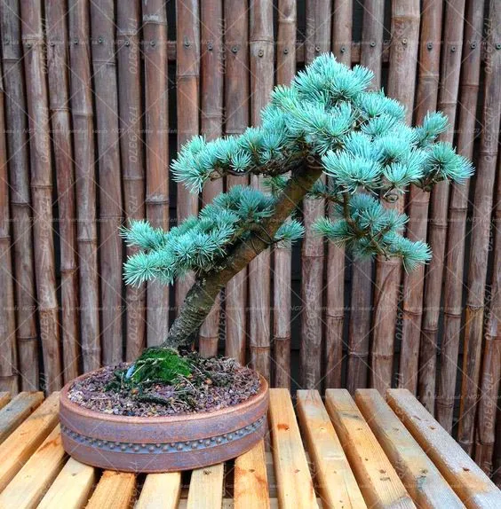 10PCS Bonsai Blue cedar Cedrus Deodara Pot Conifer Indoor Plant Bonsai