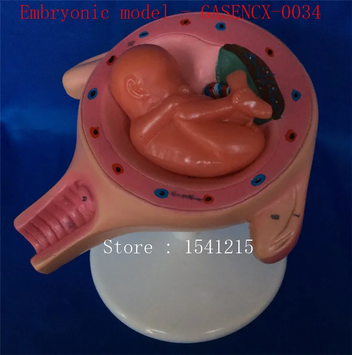 

Human pregnancy model Uterine placenta model Medical teaching model of family planning Embryonic model - GASENCX-0034