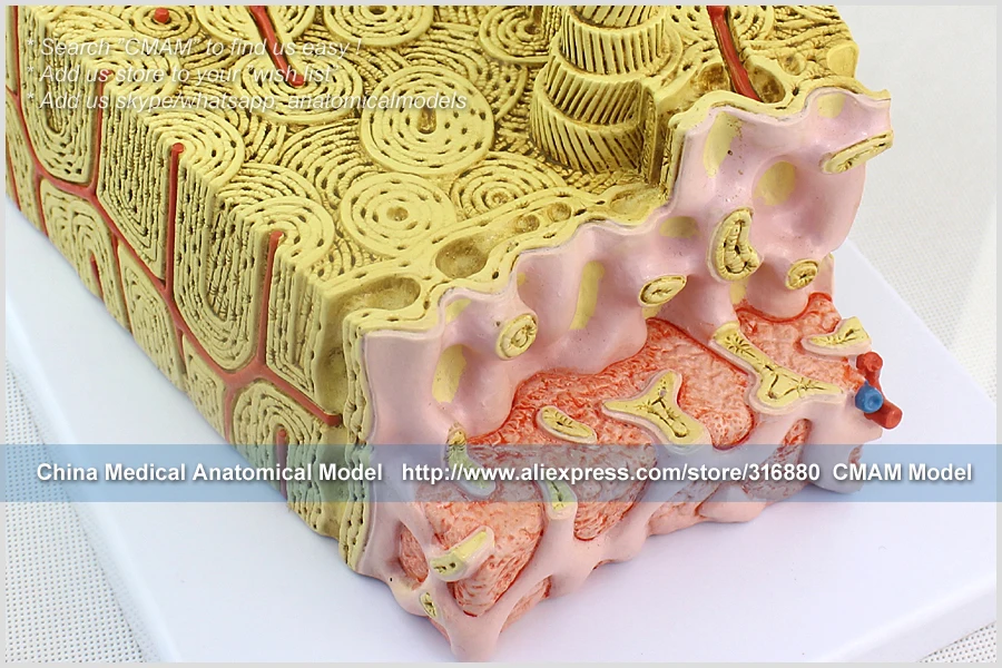 12356/микроскопическая анатомическая модель костного мозга, медицинская научная образовательная учебная анатомическая модель