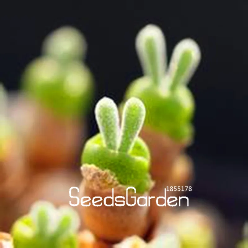 

Loss Promotion! 100 Pcs A Lot Colorful little rabbit Monilaria obconica succulents mix garden potted bonsai flower