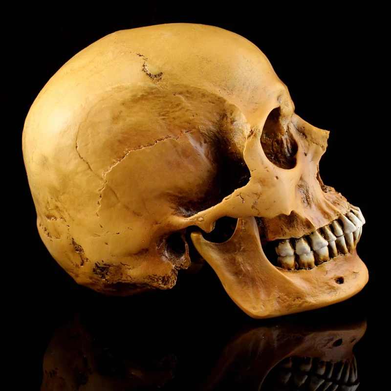 Срок службы-Размеры человеческого черепа оранжевый моделирование 1: 1 Модель медицины Скелет готика украшения Хэллоуин вечерние макет сцены подарок