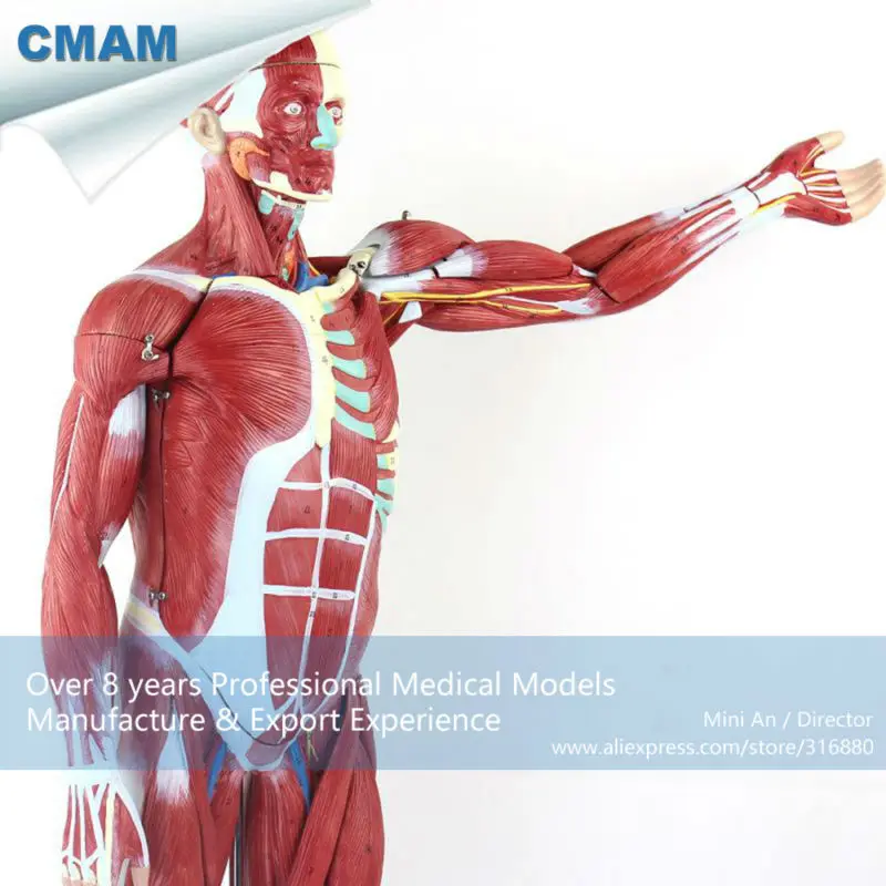 anatomical figure of human body