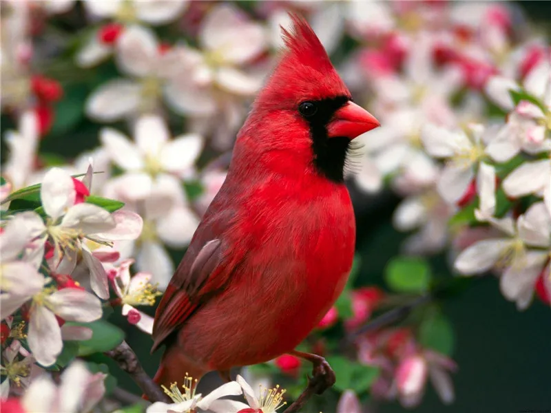 5D Diy Алмазная картина полное укроп квадратное животное североамериканские Cardinals