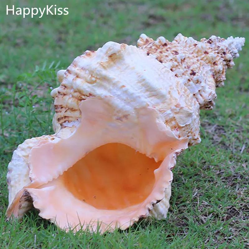 

1 Sea conch Furnishing Marine Decoration 10-25cm Big Conch Natural Ornaments Shell Wedding/Festival/Party Decoration Great Gift
