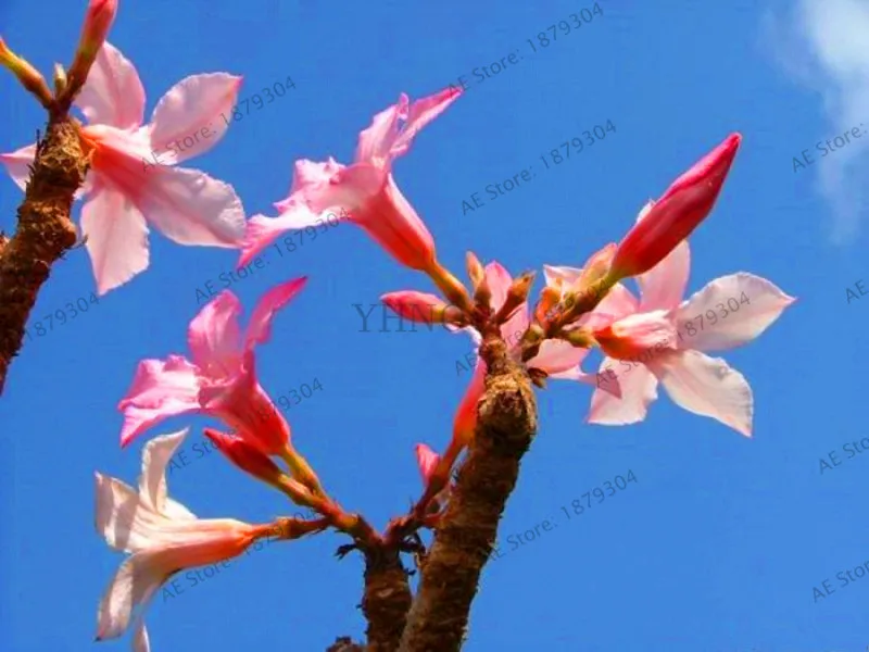 5 шт. высокое качество пустынная Роза Флорес Adenium Obesum plantas цветочный горшок бонсай Плант для домашнего сада растения - Цвет: 6