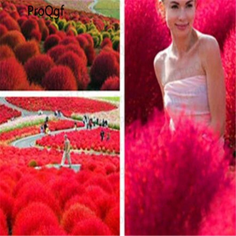 

20000Pcs A Set Kochia scoparia
