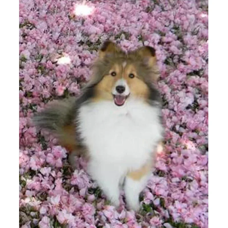 

Handmade Mazayka Bead Embroidery Full Round Diamond Painting Sheepdog Sheltie 5D Cross Stitch Rhinestone Mosaic Image Wall Decor