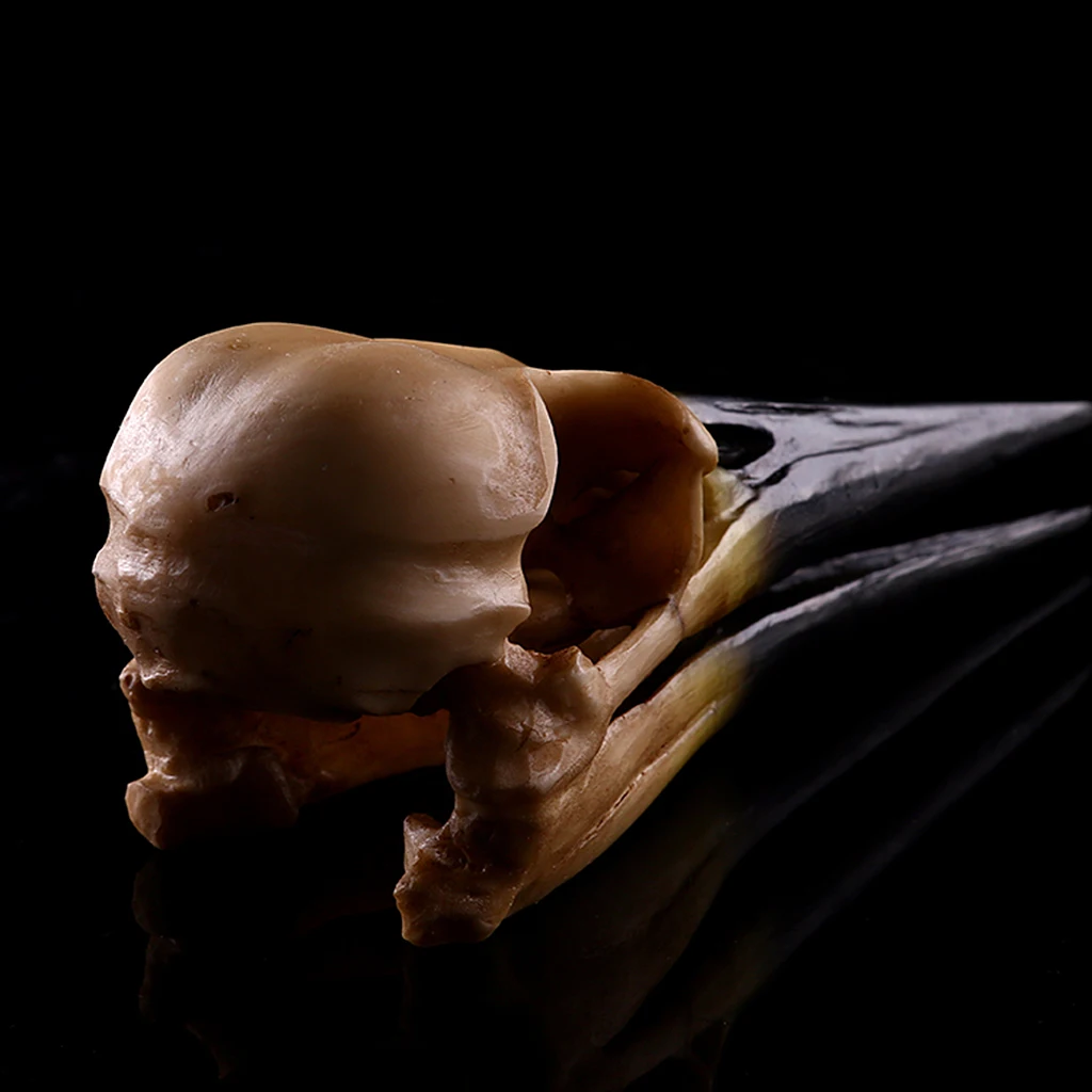 Resin Oystercatcher Skull Replica Skeleton Figurine Collection Decor Yellow