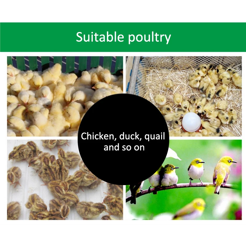 24 Automatic Egg Incubator Digital Clear Egg Turning Temperature Control Farm Hatchery Machine Chicken Egg Hatcher Brooder (13)