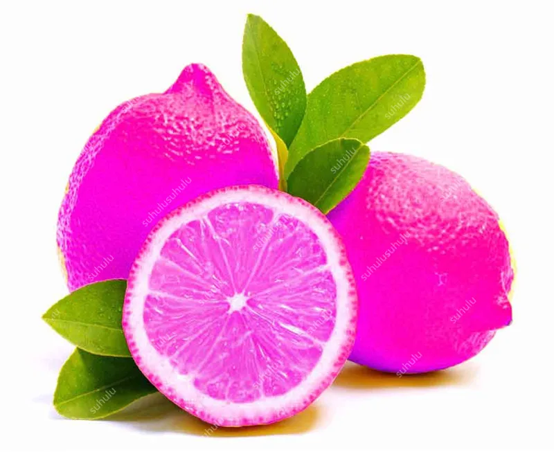 30 Pcs Edible Fruit Meyer Lemon Bonsai, Exotic Citrus Bonsai Lemon Tree Fresh Plants Fruit Vegetable Herb Plants Easy To Grow 30 Pcs Edible Fruit Meyer Lemon Bonsai, Exotic Citrus Bonsai Lemon Tree Fresh Plants Fruit Vegetable Herb Plants Easy To Grow