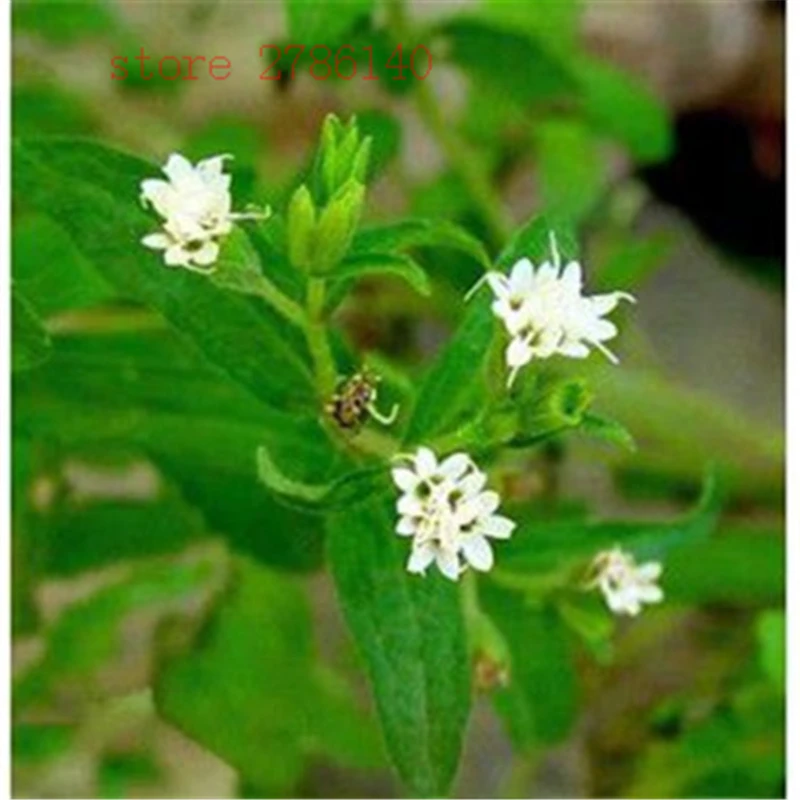 

Stevia potted200pcs / bag herb plant potted for DIY family garden use for vanilla tea health