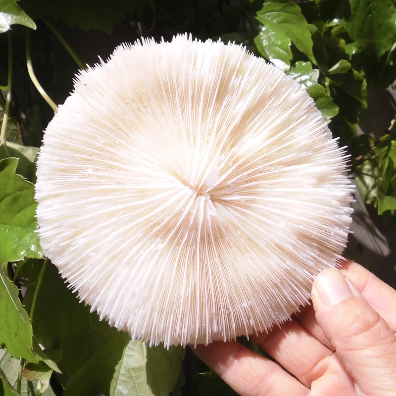 Aqumotic натуральный круглый морской гриб Коралл 2 шт Специальные аквариумные украшения коллекция диаметр около 11 см