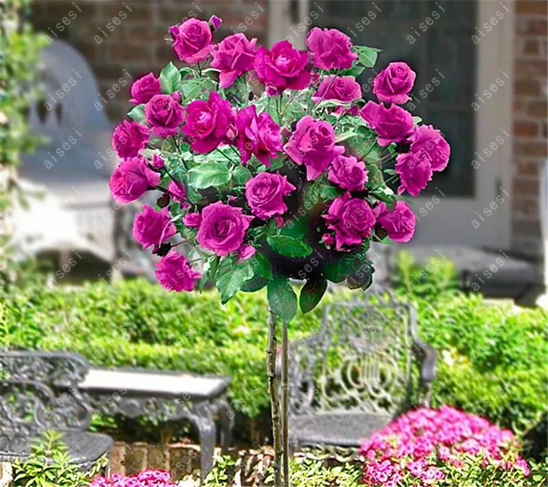 100Pcs Bonsai Multi-Color Rose Tree Bonsai Blooming Outdoor Potted Flore Vary Colors Selection Garden Climbing Plants