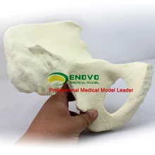 

Orthopedic surgery simulation Sawbone artificial bone artificial iliac bone hip model