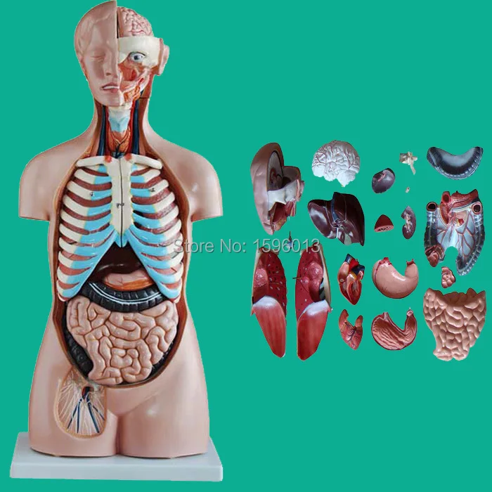 85cm Sexless Torso Mit Inneren Organe 20 Teile Menschliches Sexless Torso Modell Parts Of A Hand Saw Parts Wrxtorso Aliexpress