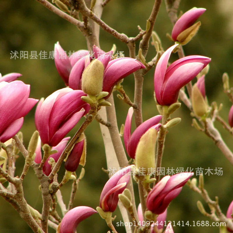 

authentic magnolia tree plant Mulan 200g / Pack