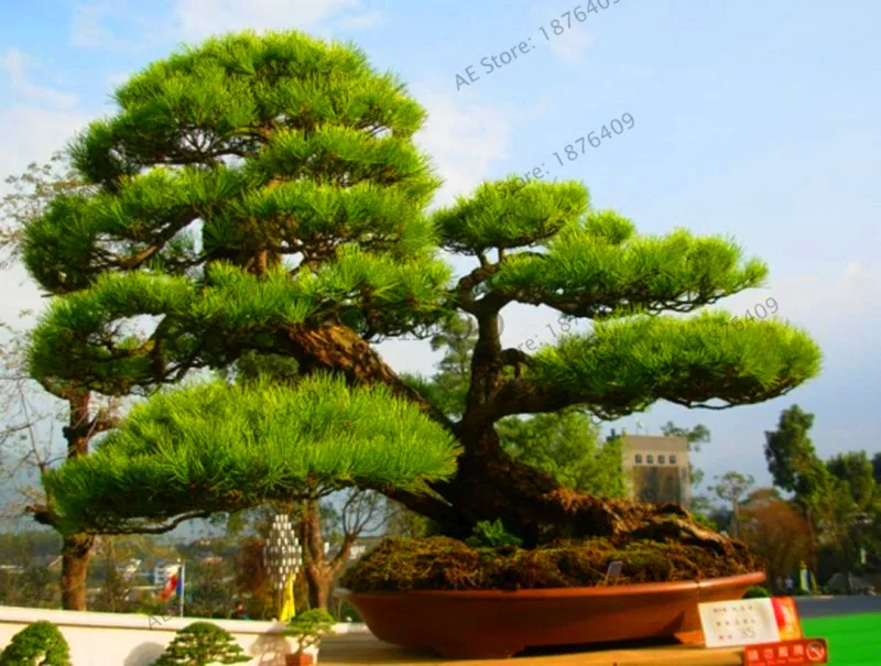 Сад! 30 шт. японский Черный Сосновые плантации бонсай Pinus Thunbergii Флорес завод для балкона свежий воздух пейзаж хо