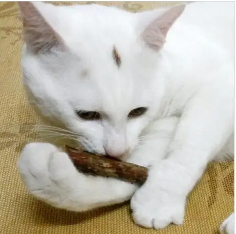 catnip pet gato molar creme dental vara