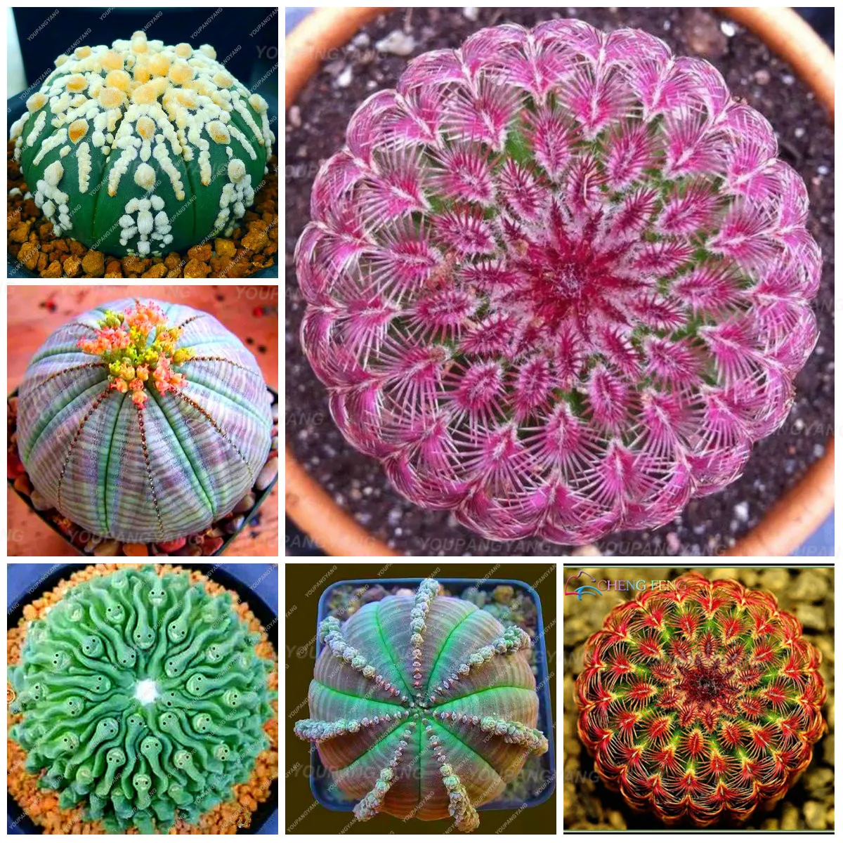 200 шт редкий микс суккулентов камень цветок литопс бонсай дерево Крытый lophophora plantas para jardin для украшения сада 200 шт редкий микс суккулентов камень цветок литопс бонсай дерево Крытый lophophora plantas para jardin для украшения сада