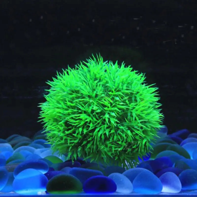 3 MARIMO MOSS BALLS Cladophora live aquarium plant fish tank shrimp nano 