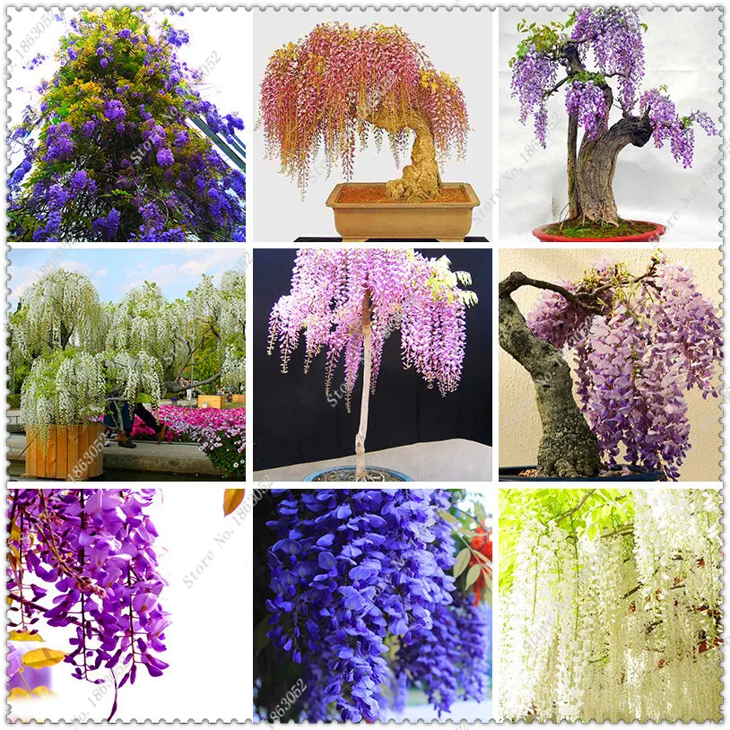50pcs/bag Rare Mini Wisteria flower seeds potted Tree Seeds Ornamental Plants Seeds,bonsai seeds