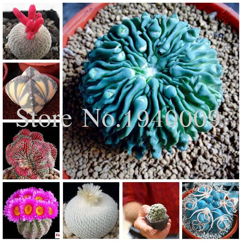 

200 pcs Succulent flores cactus flower plantas garden bonsai plant rare flower cactus succulent Potted Plants Purify the Air