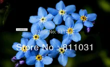 Hot selling 60pcs Woodland forget-me-not grass seeds DIY home garden free shipping