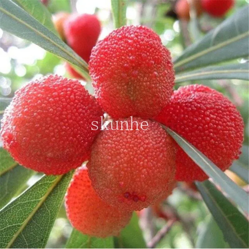 2pcs Arbutus Unedo Strawberry Tree Delicious Chinese Fruit bonsais For Healthy And Home Garden Easy Grow 2pcs Arbutus Unedo Strawberry Tree Delicious Chinese Fruit bonsais For Healthy And Home Garden Easy Grow